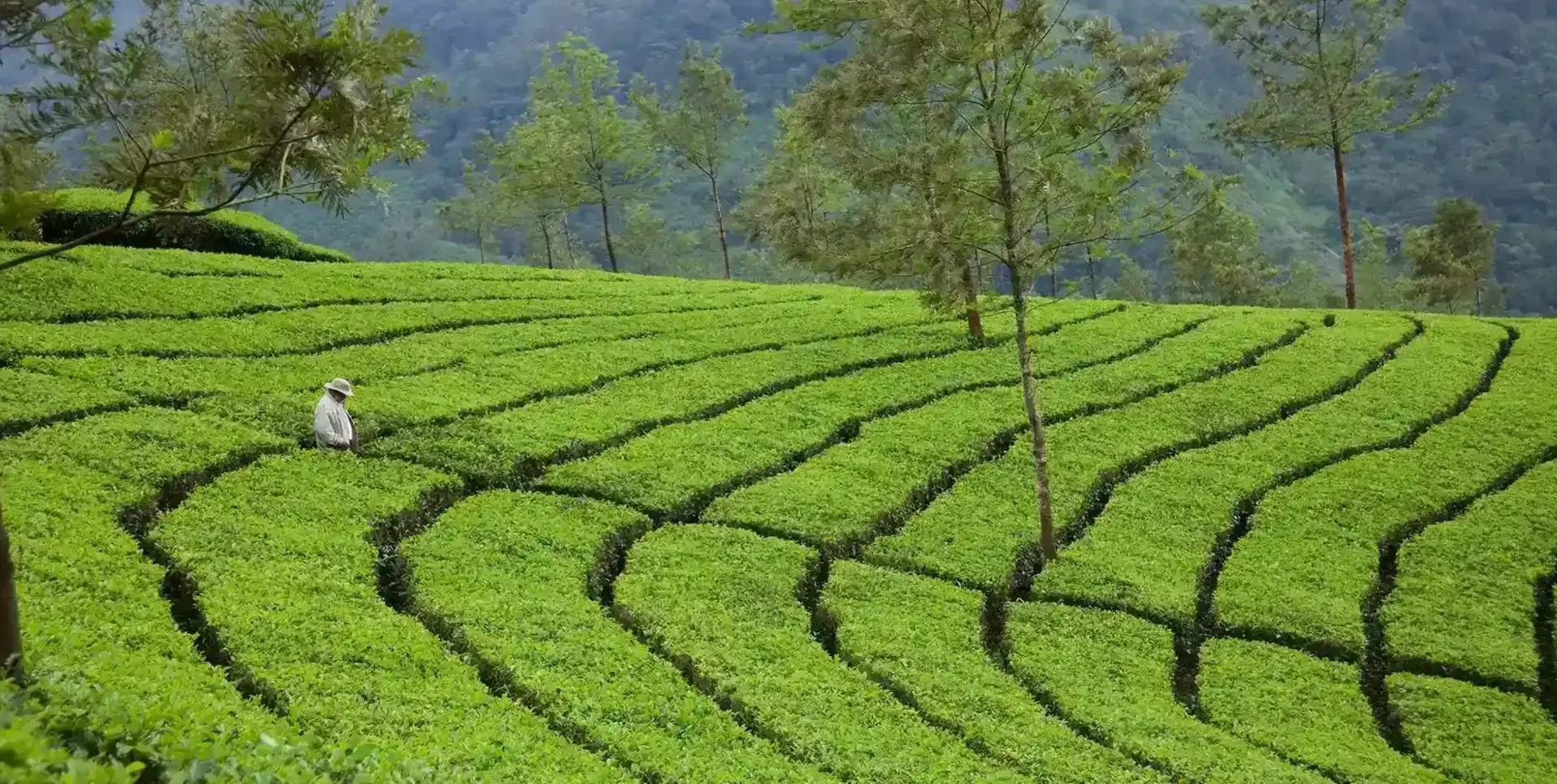Northeast India Tea Gardens, Wildlife & River Cruise Tour